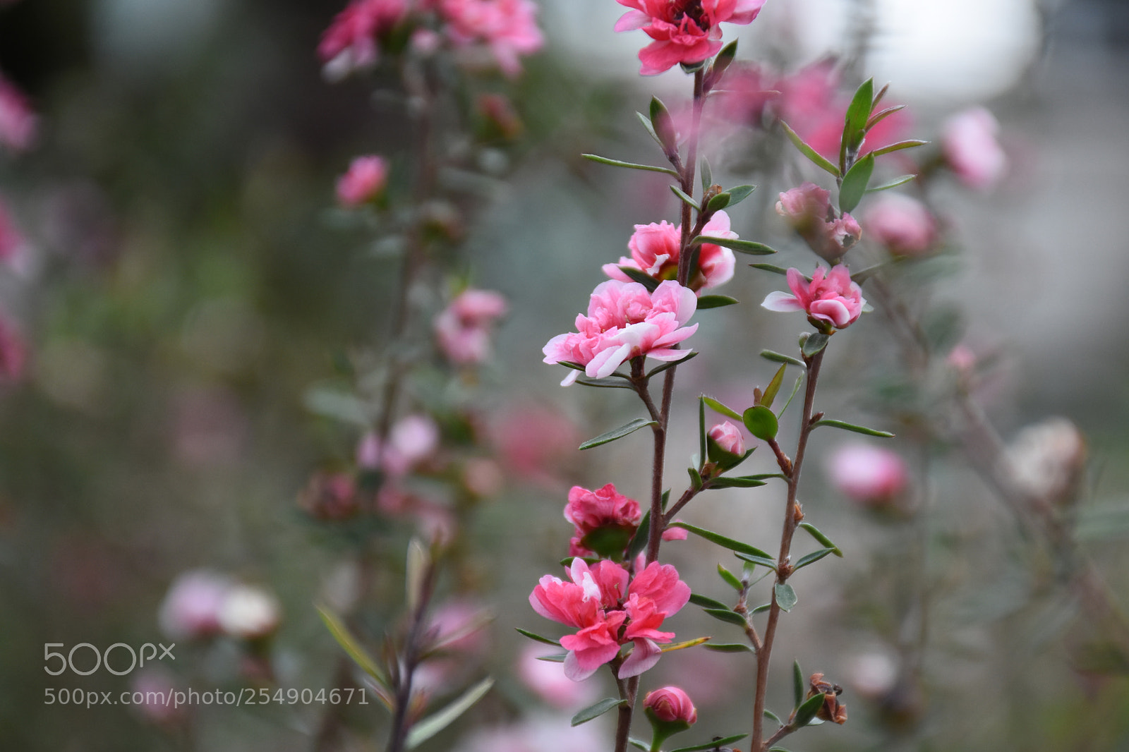 Nikon D7200 sample photo. 松红梅 photography
