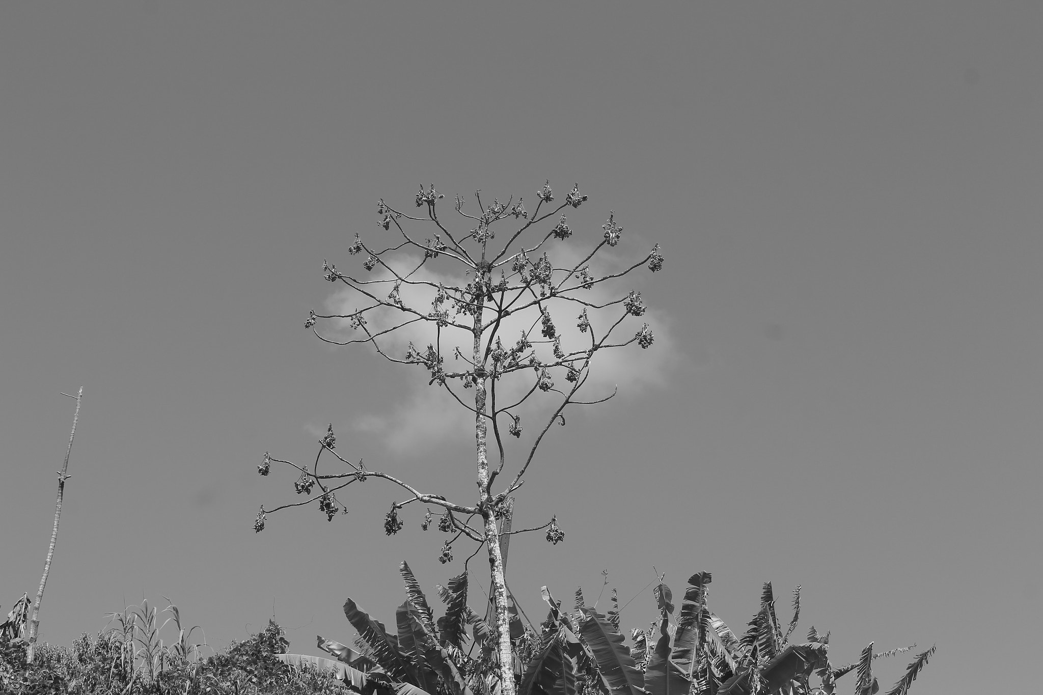 Canon EOS 700D (EOS Rebel T5i / EOS Kiss X7i) sample photo. Bom jesus photography