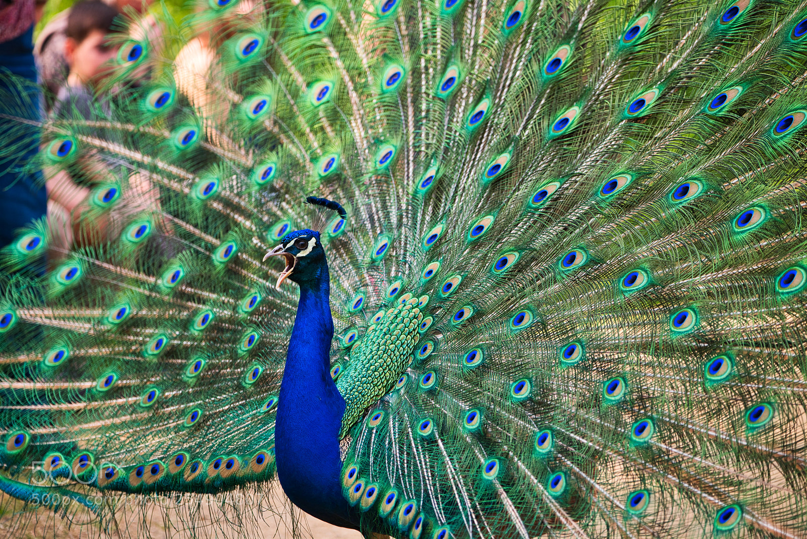Fujifilm X-H1 sample photo. Peacock 2 photography