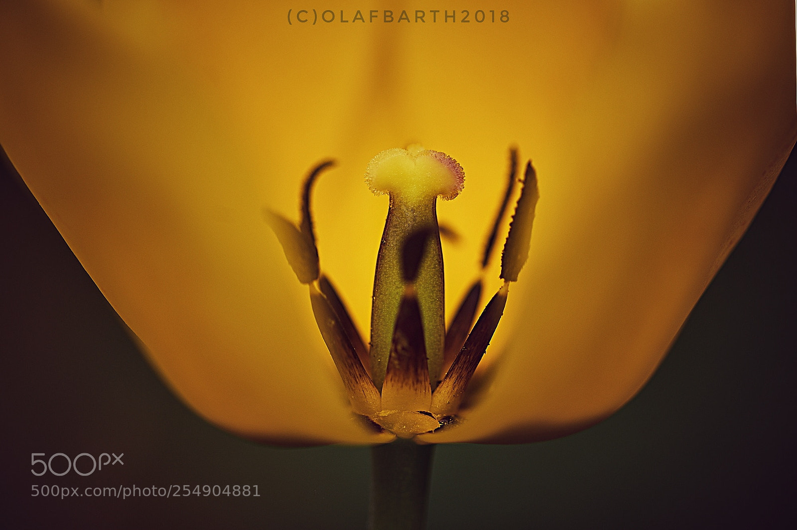 Nikon D750 sample photo. Tulip (tulipa) photography