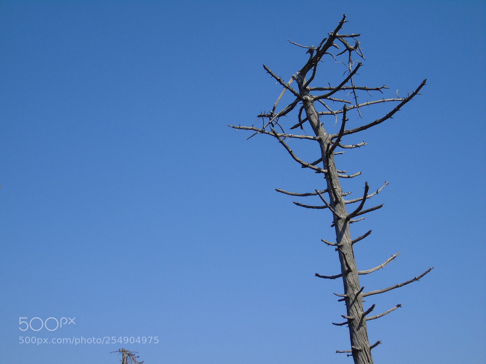 Sony Cyber-shot DSC-H400 sample photo. Details photography