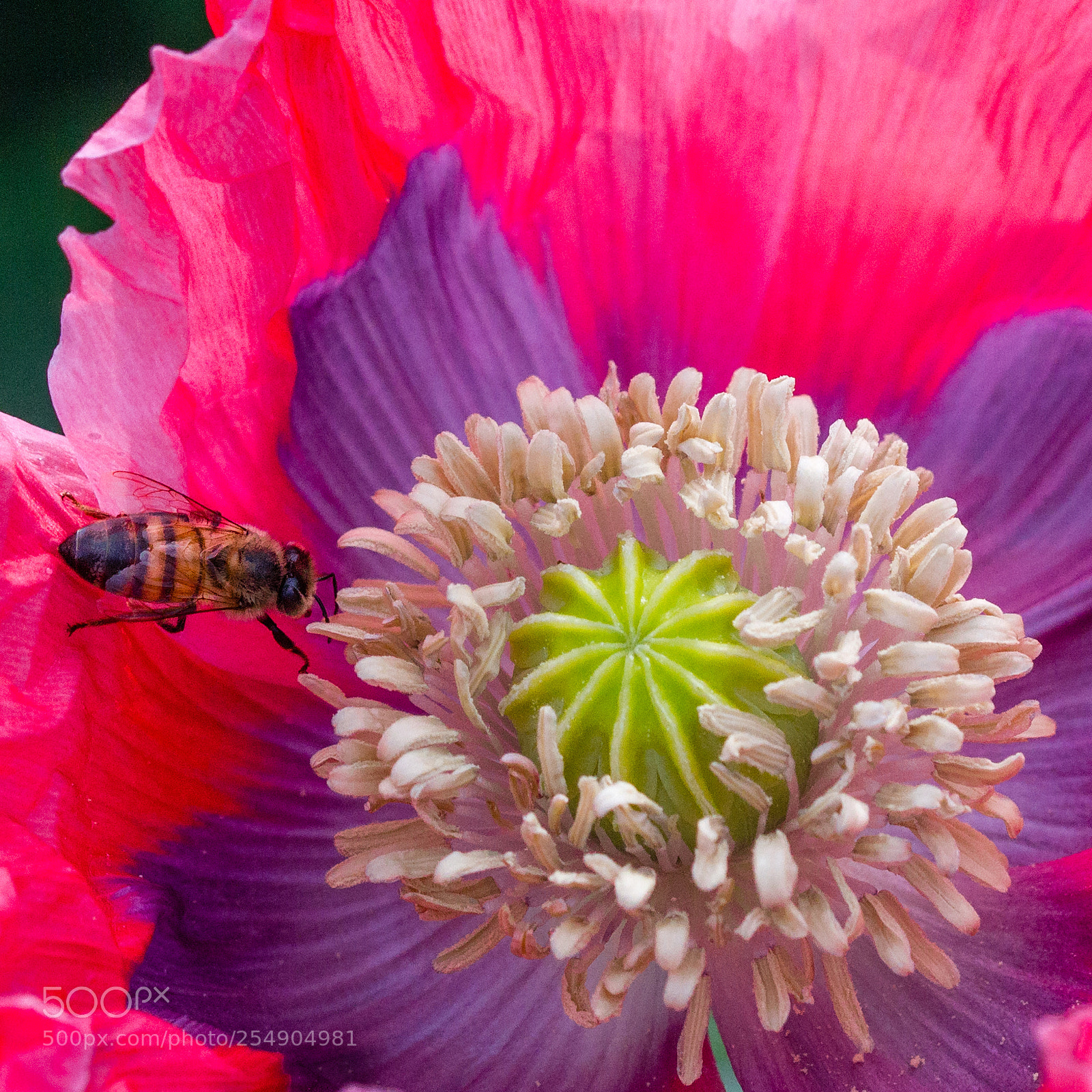Canon EOS 7D sample photo. Poppy and bee photography