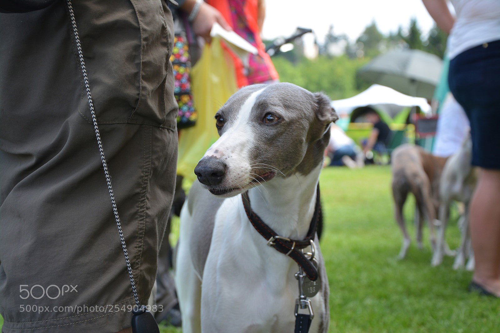 Nikon D7100 sample photo. Lady dog photography
