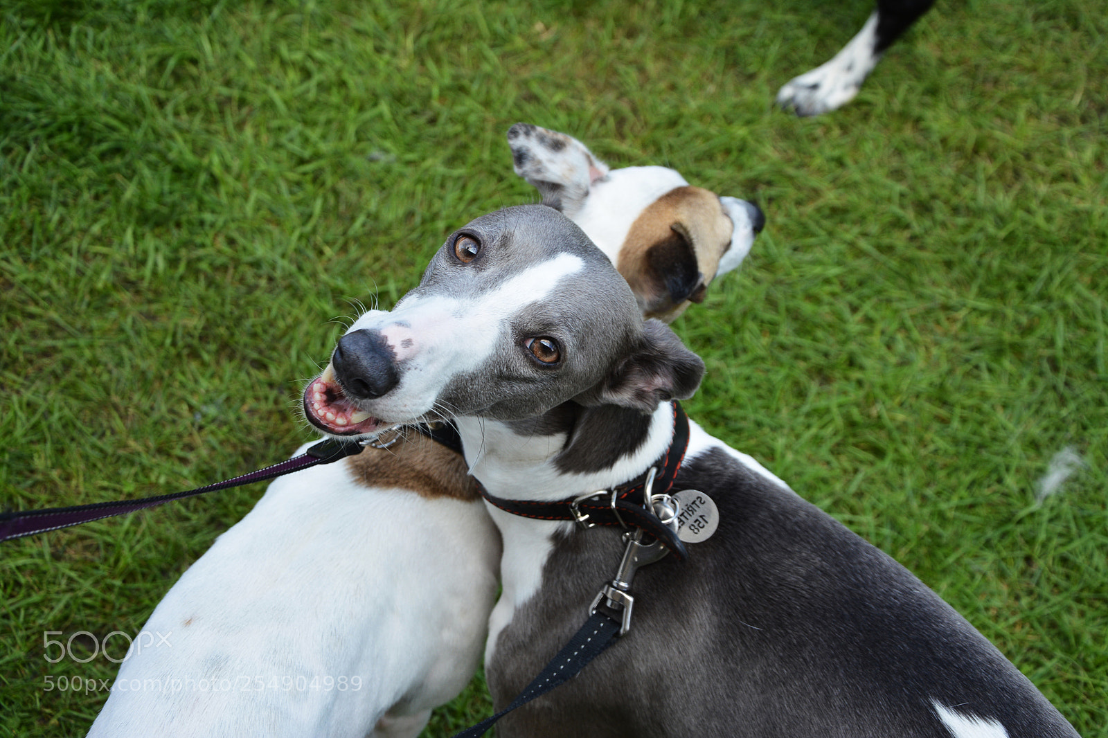 Nikon D7100 sample photo. Lady dog photography