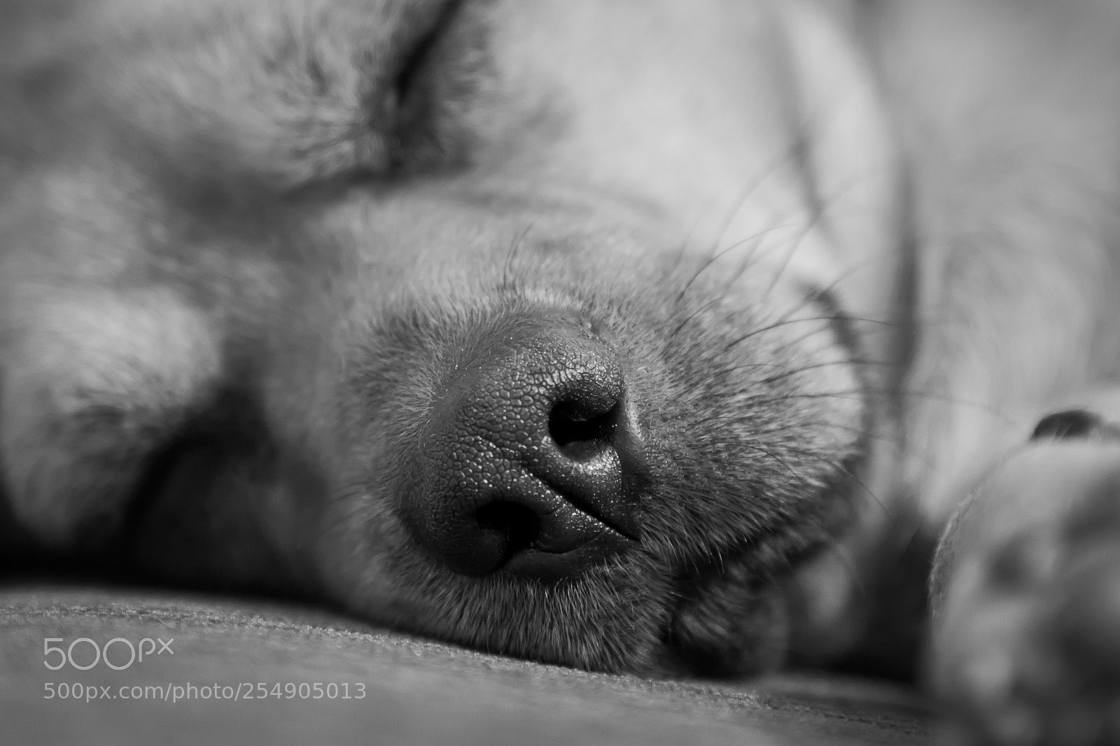 Canon EOS 700D (EOS Rebel T5i / EOS Kiss X7i) sample photo. Wet nose photography