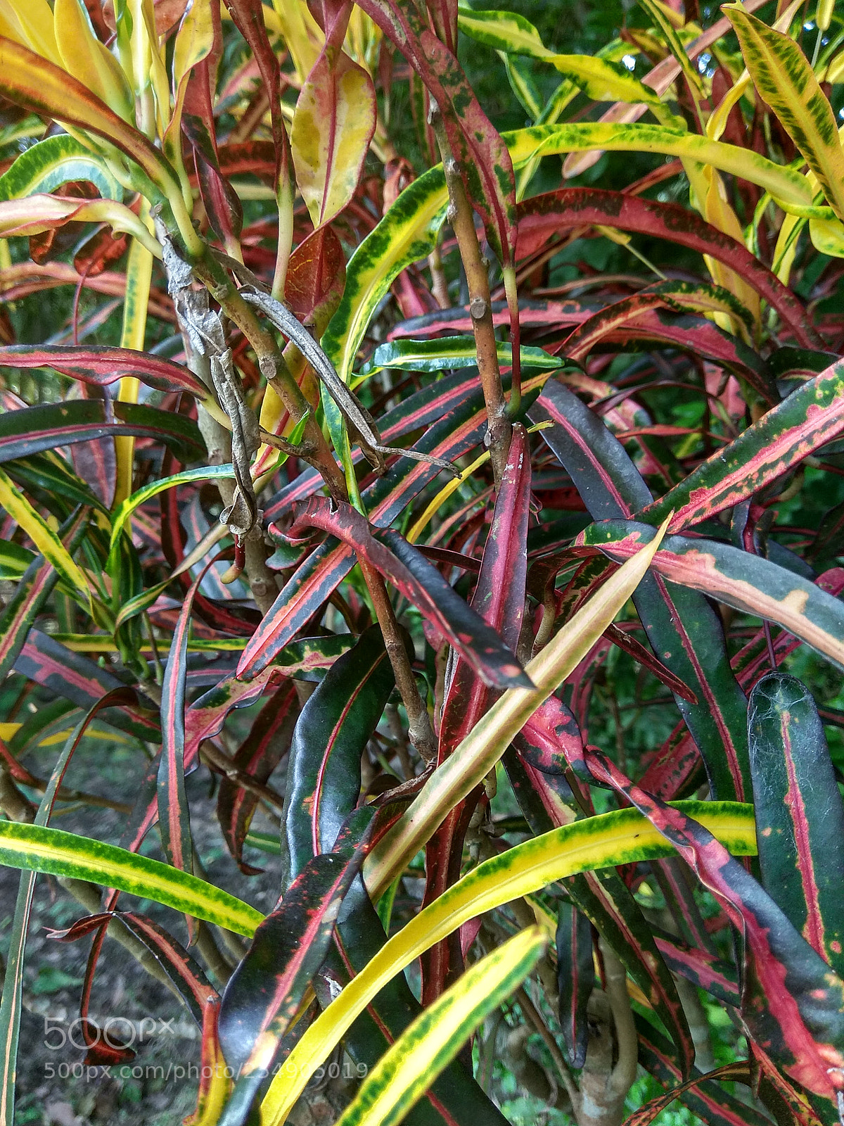 Xiaomi Redmi Note 4 sample photo. Untitled photography