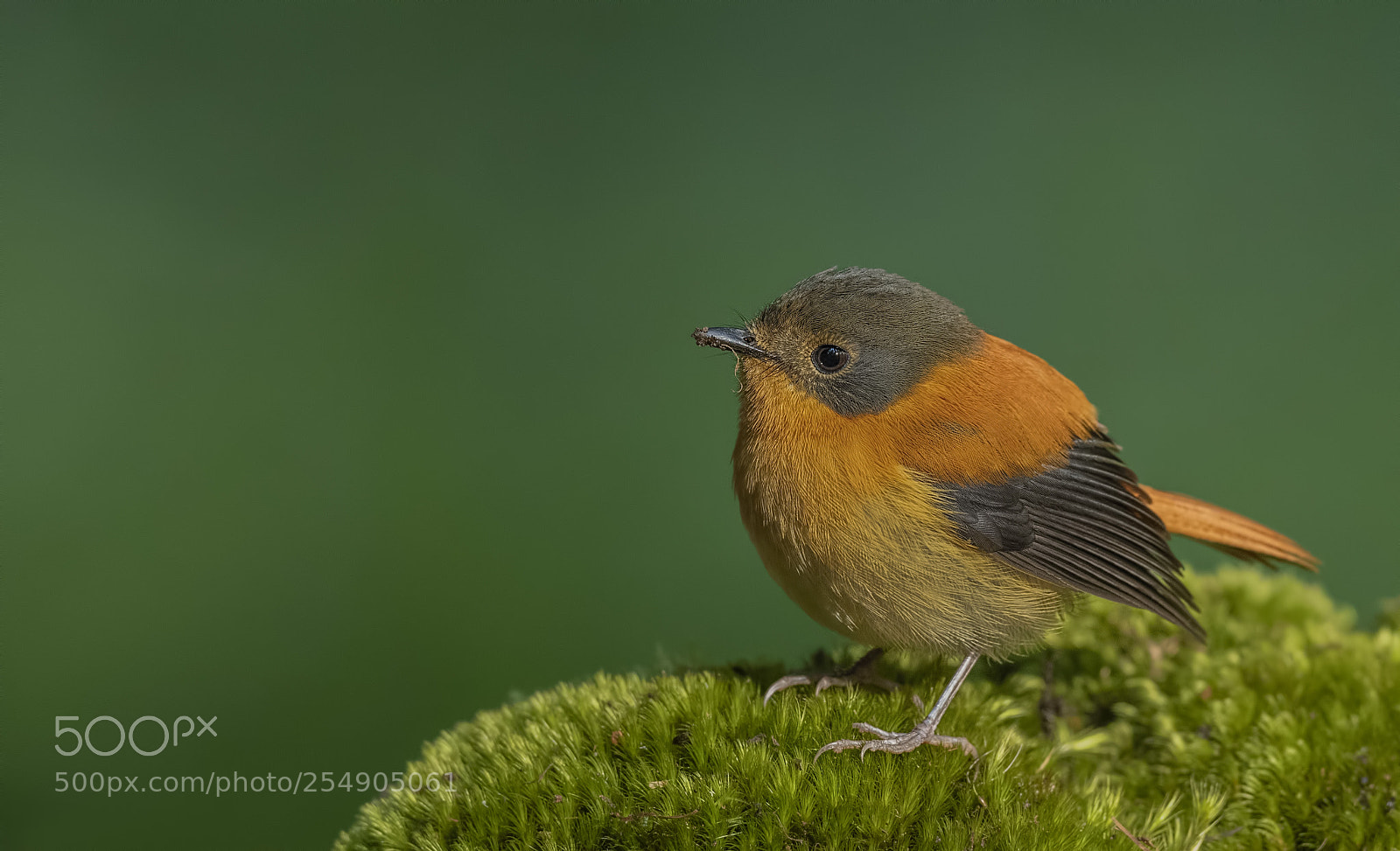 Nikon D850 sample photo. Black and orange flycatcher photography