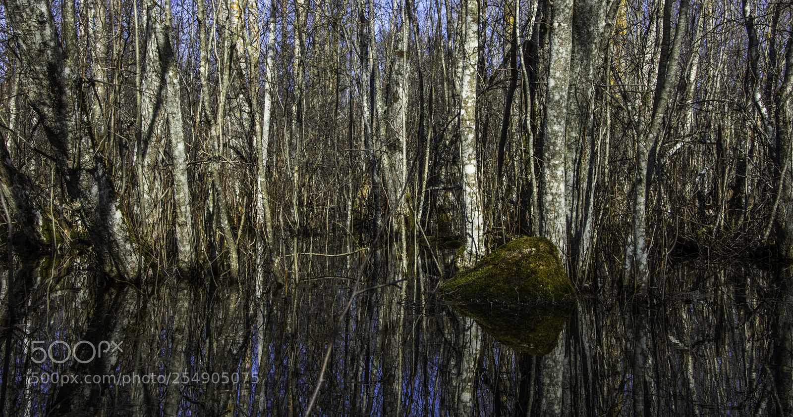 Nikon D7200 sample photo. Reflection. photography