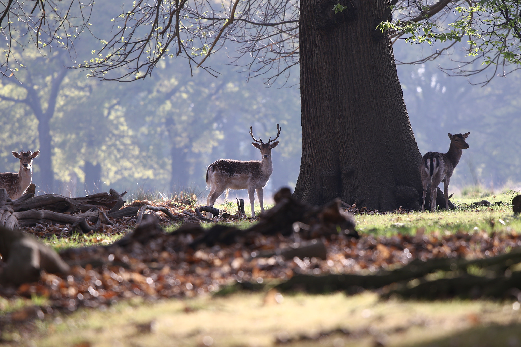 Canon EF 300mm F2.8L IS II USM sample photo. Img photography