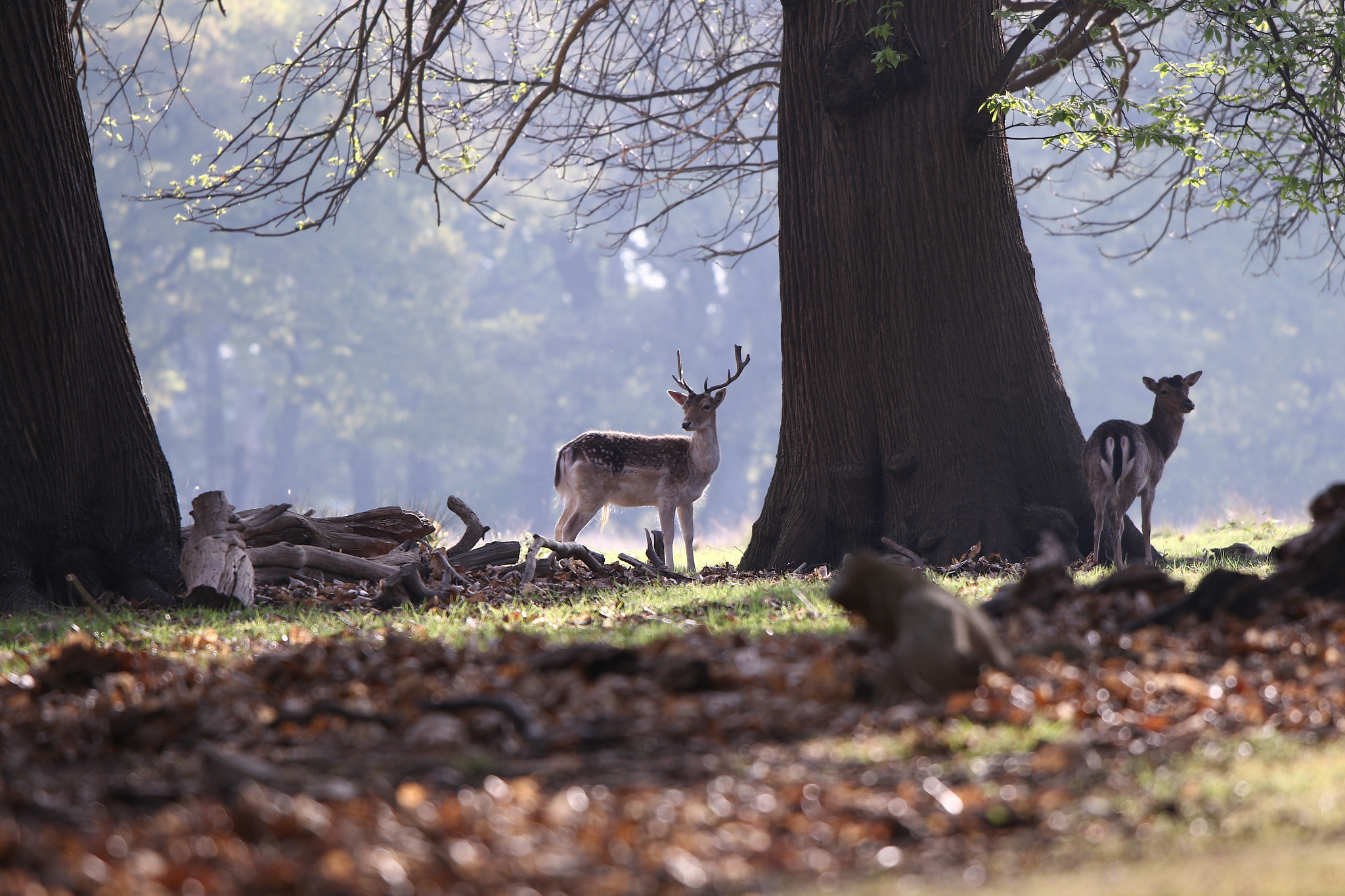 Canon EOS 7D Mark II + Canon EF 300mm F2.8L IS II USM sample photo. Img photography