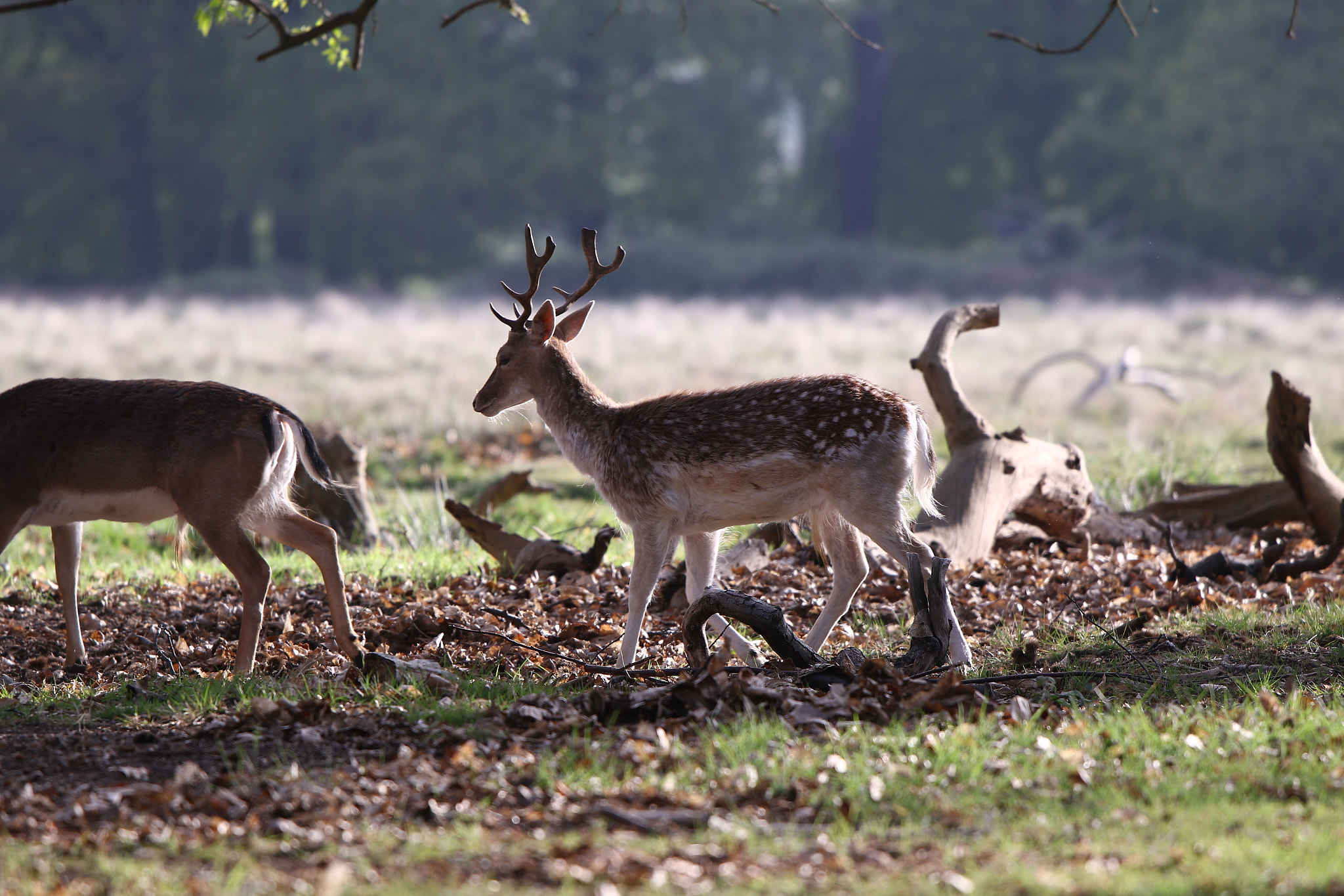 Canon EOS 7D Mark II + Canon EF 300mm F2.8L IS II USM sample photo. Img photography