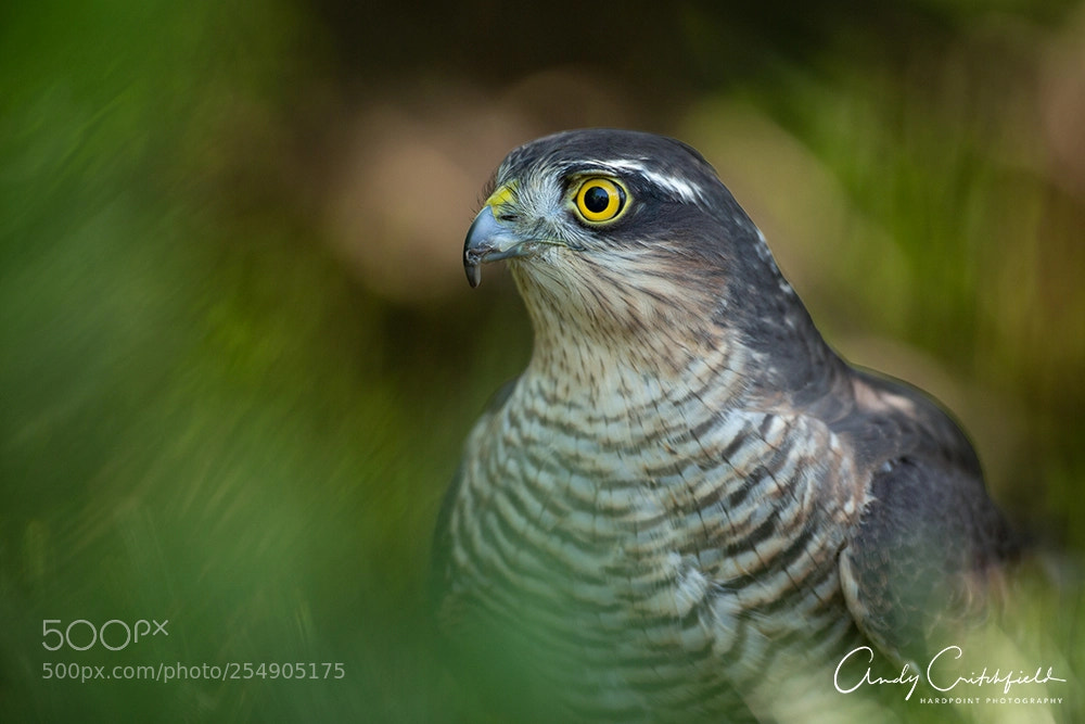 Canon EOS-1D X sample photo. Sparrowhawk photography