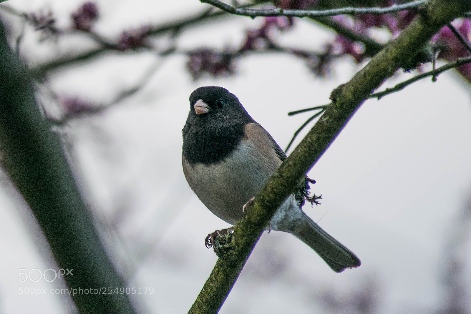 Nikon D3300 sample photo. Small nesting bird photography