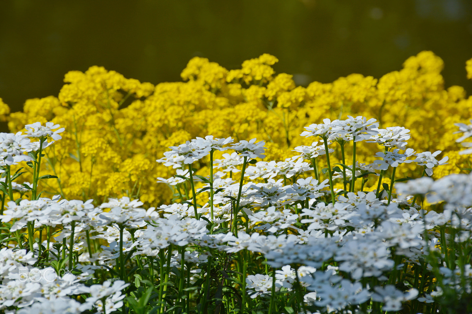 Nikon D5200 sample photo. Spring colors photography