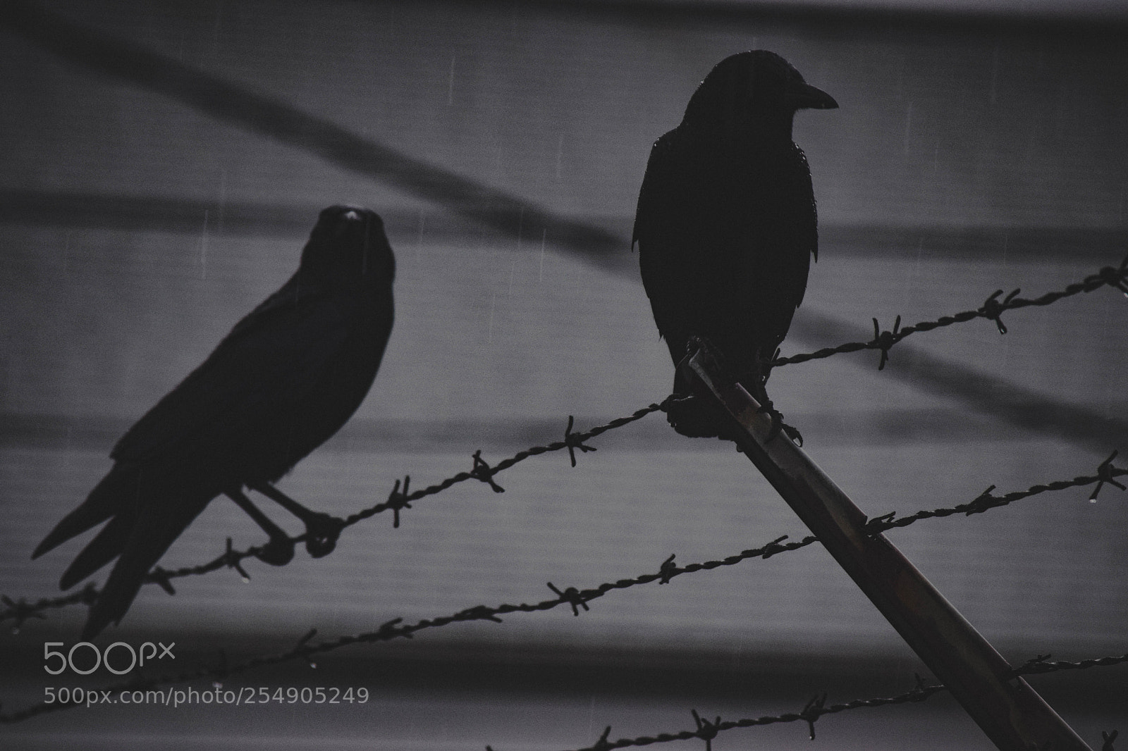 Nikon D3300 sample photo. Crows on barbwire photography