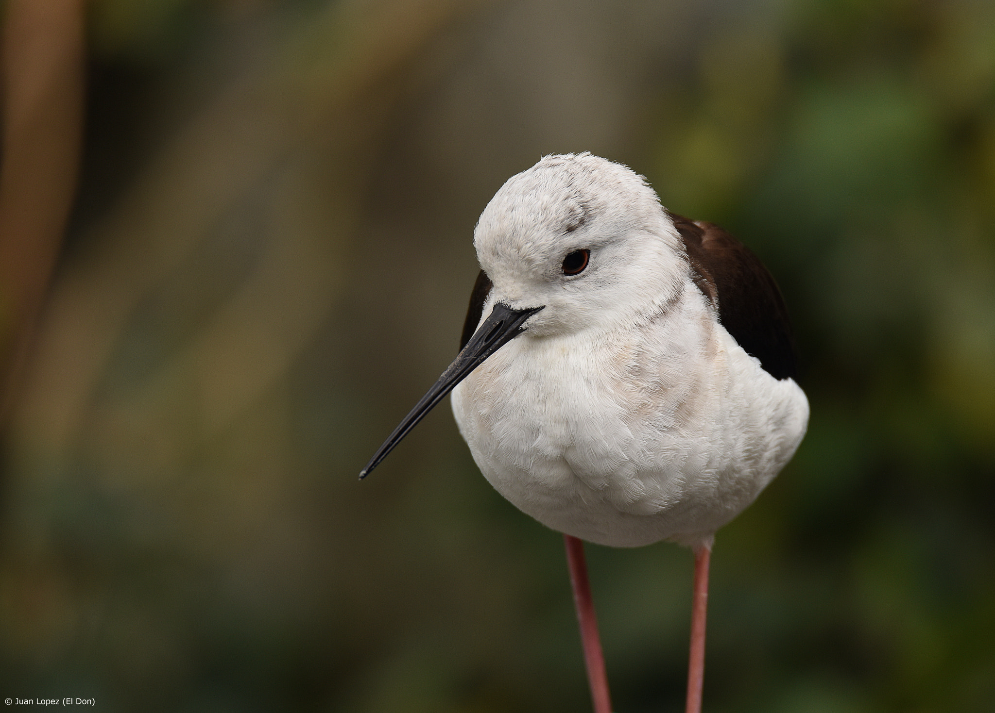 Nikon D810 + Sigma 150-600mm F5-6.3 DG OS HSM | S sample photo. Charming...!! photography