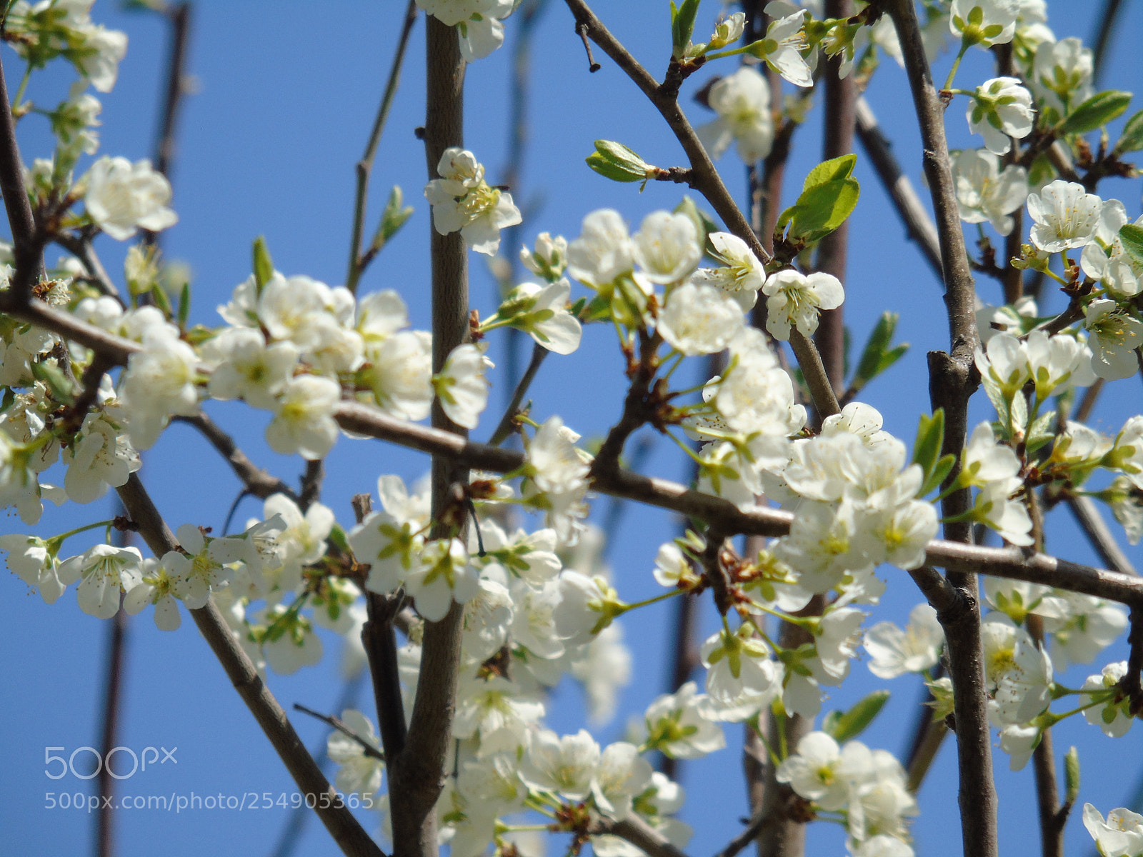 Sony Cyber-shot DSC-H400 sample photo. Spring flowers photography