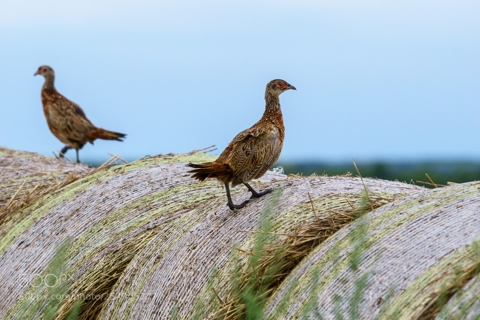 Sony ILCA-77M2 sample photo. Pheasant photography