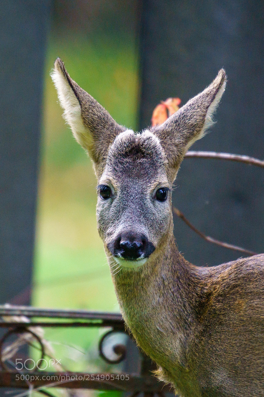 Sony ILCA-77M2 sample photo. Deer photography