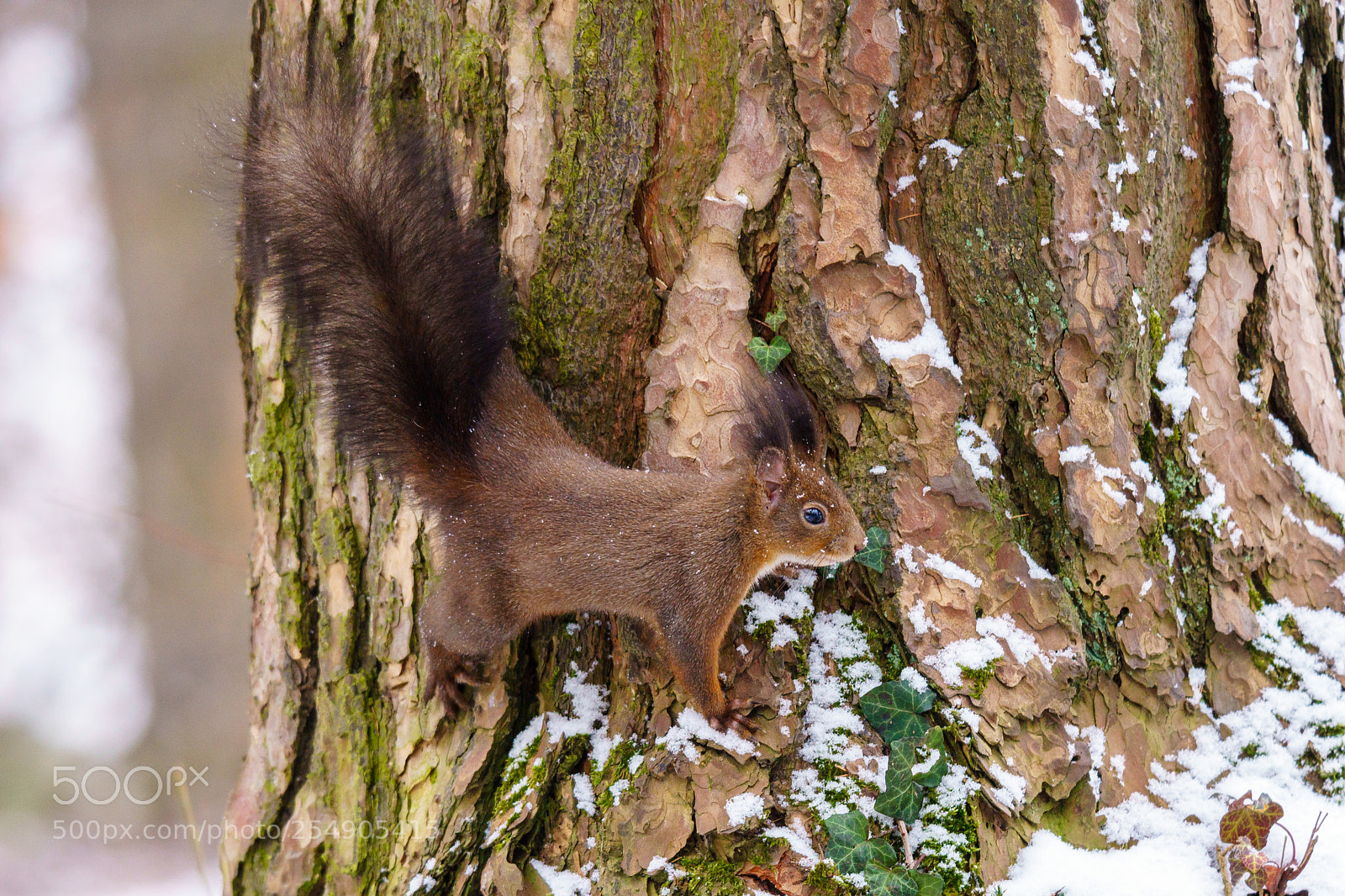 Sony ILCA-77M2 sample photo. Cute squirrel photography