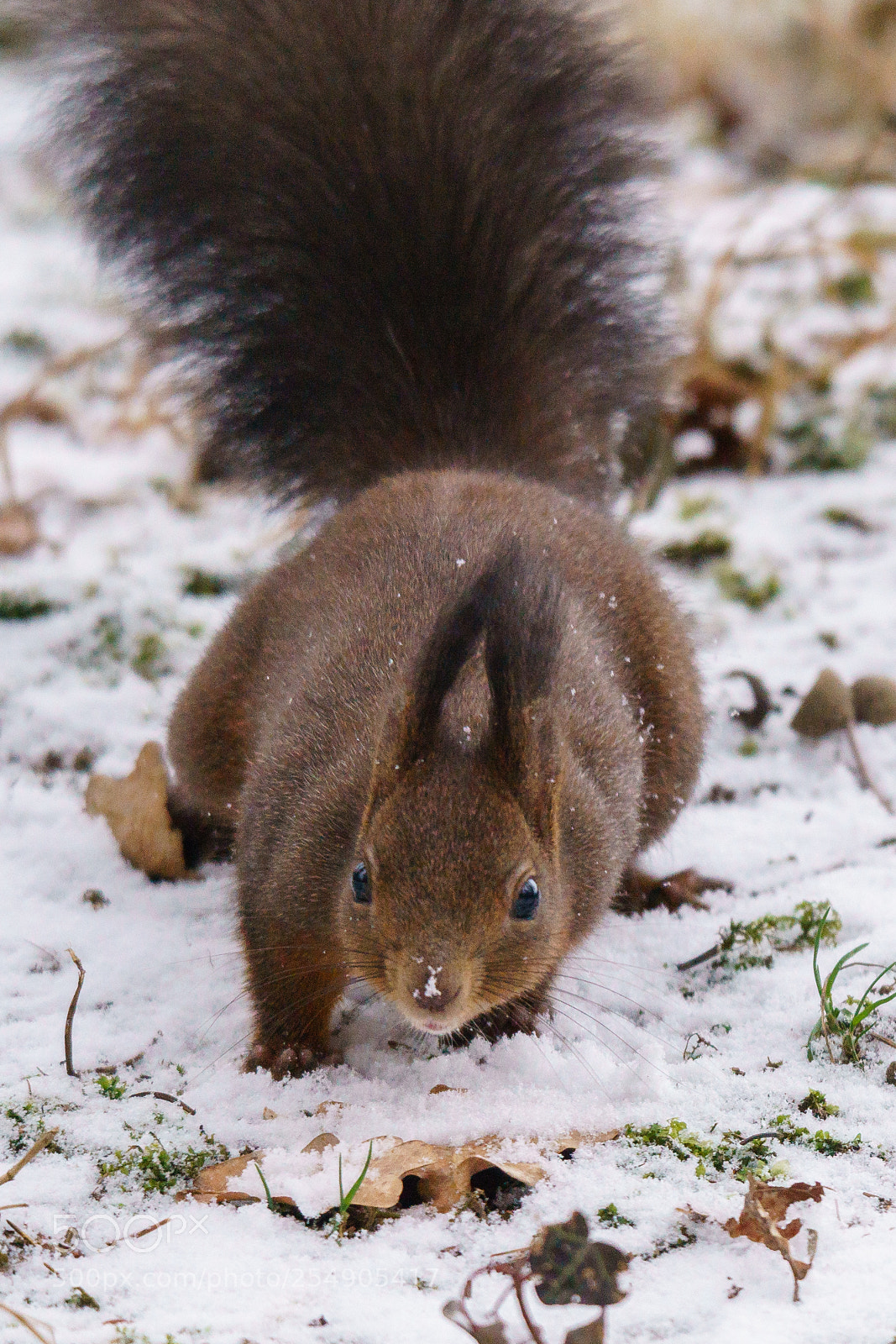 Sony ILCA-77M2 sample photo. Cute squirrel photography