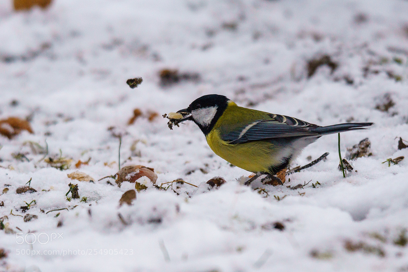 Sony ILCA-77M2 sample photo. Great tit photography