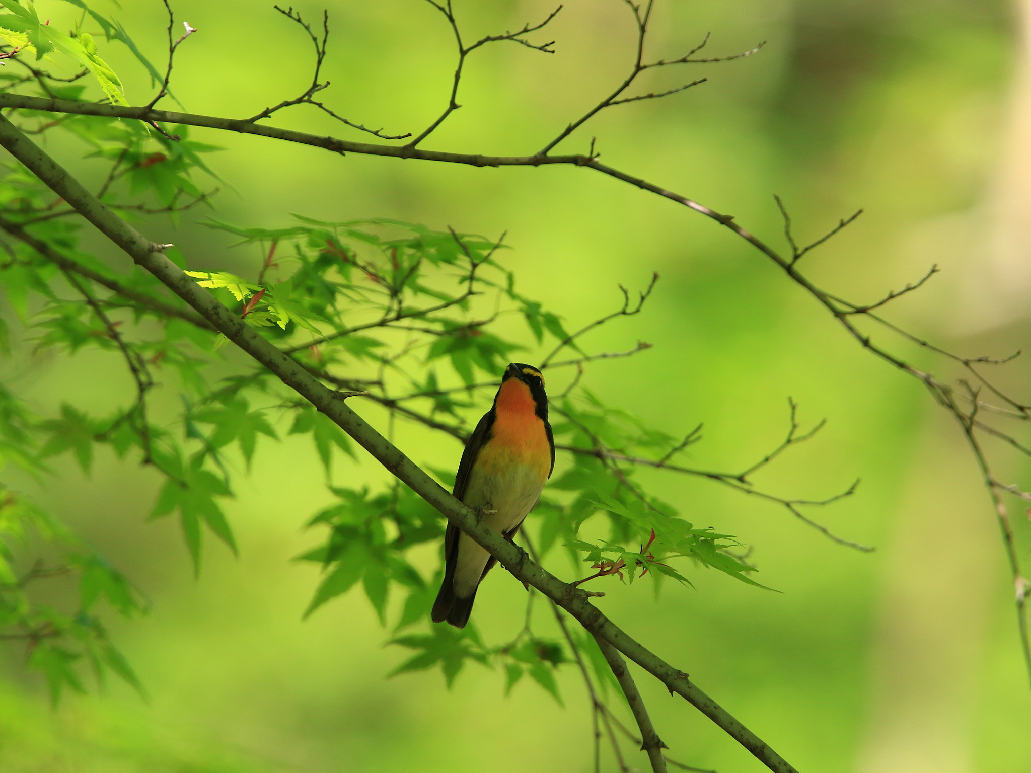 Canon EOS 7D Mark II + Canon EF 400mm F2.8L IS USM sample photo. キビタキ narcissus flycatcher photography