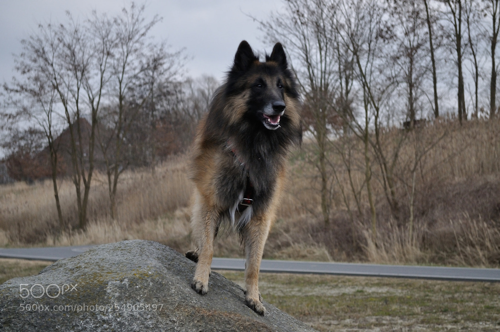 Nikon D5000 sample photo. Belgian shepherd tervueren photography