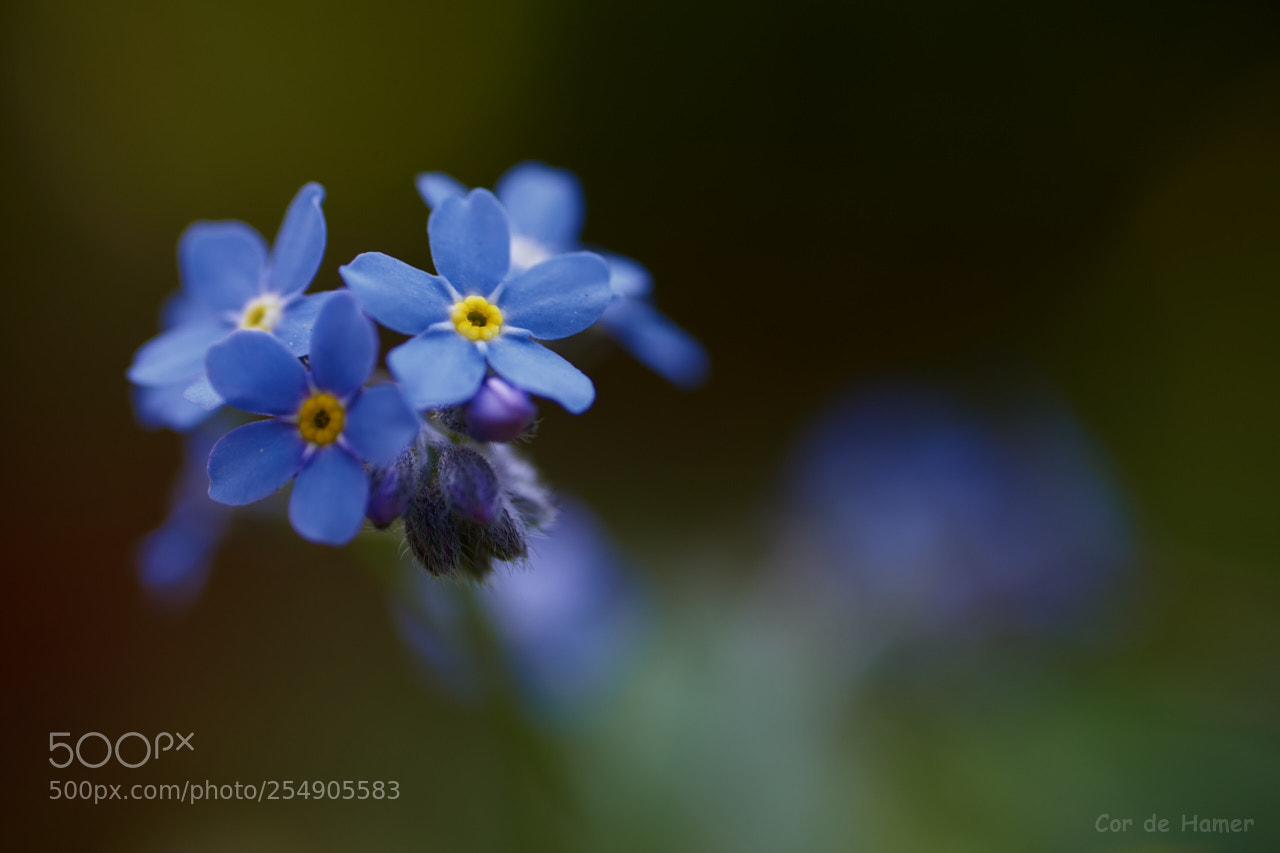 Sony a99 II sample photo. Forget-me-not photography