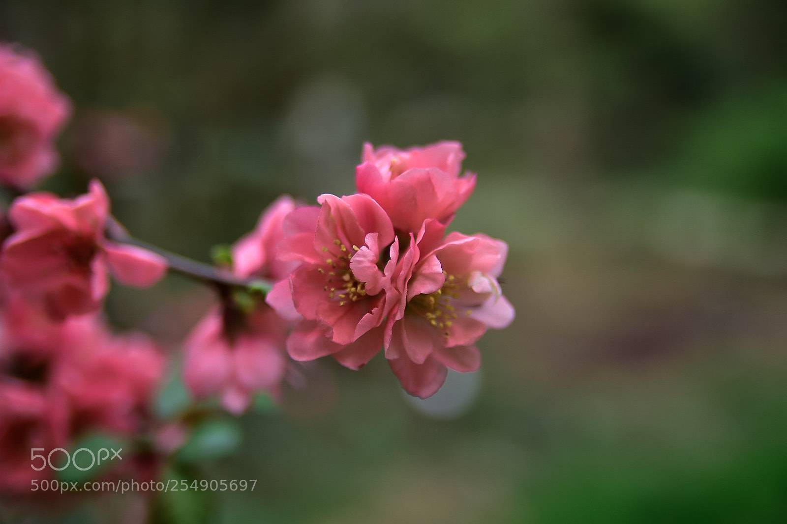 Nikon D7200 sample photo. Pink flowers photography
