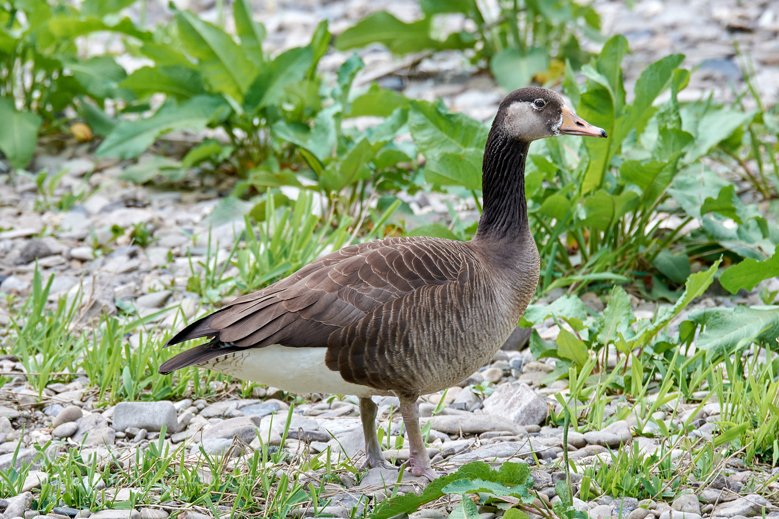 Nikon D7200 sample photo. Hybrid photography