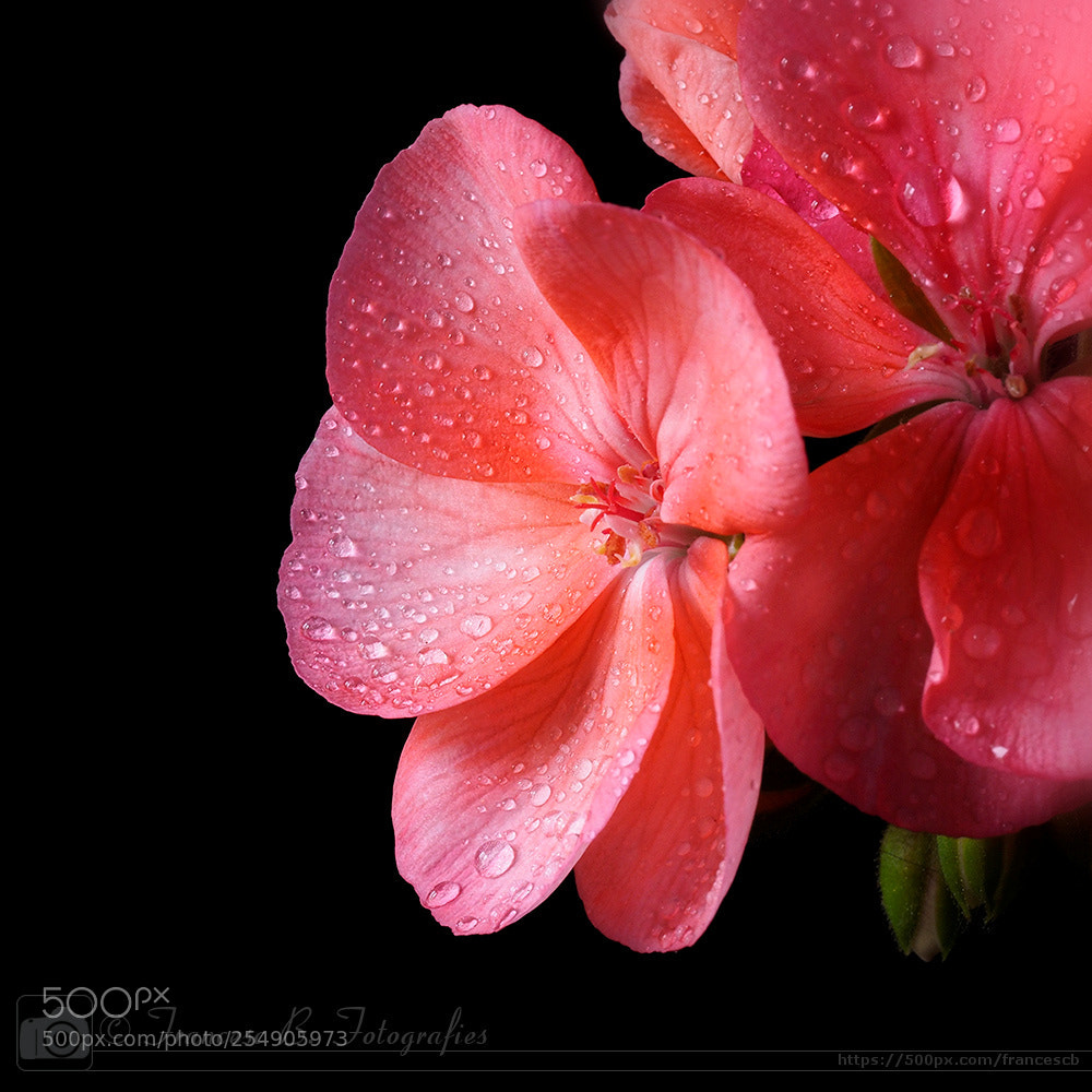 Olympus OM-D E-M1 sample photo. Jour de pluie photography