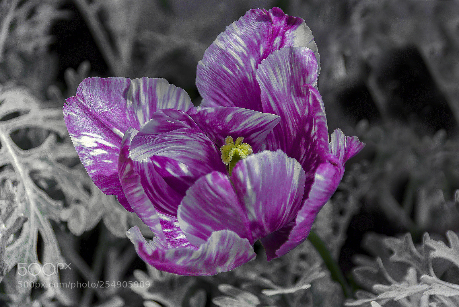 Pentax K10D sample photo. TulipÁn photography