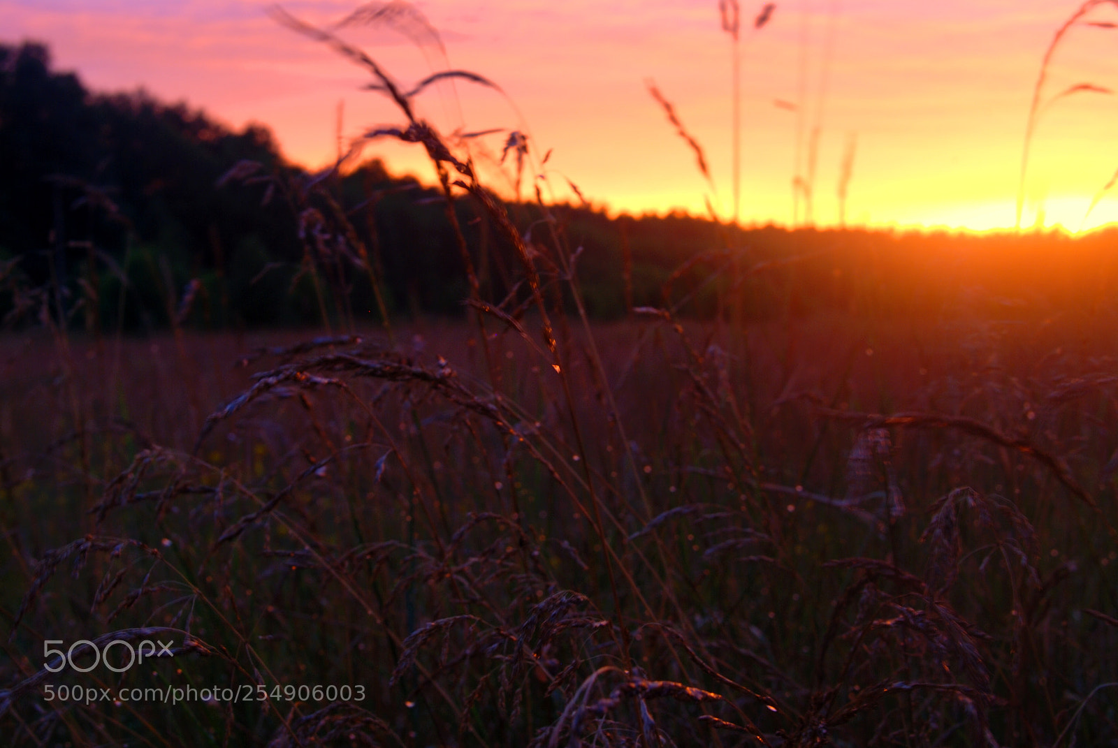 Nikon D80 sample photo. Summer dream. photography