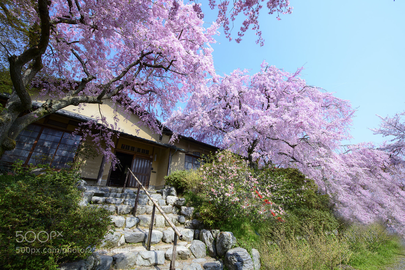 Nikon D850 sample photo. Sakura garden haradani-en (原谷苑) photography