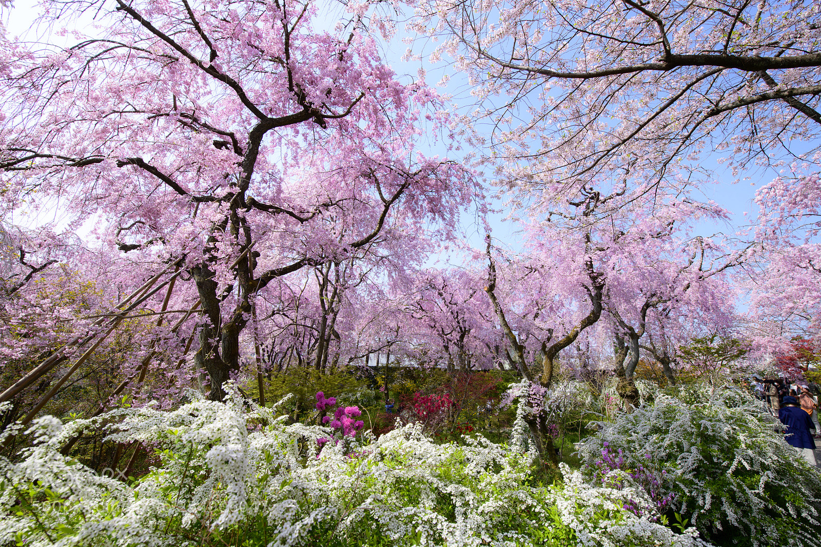 Nikon D850 sample photo. Sakura garden haradani-en (原谷苑) photography