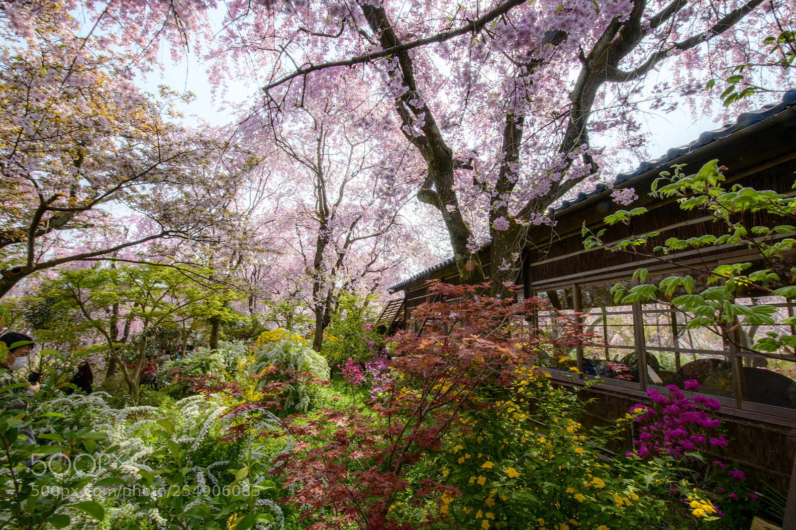 Nikon D850 sample photo. Sakura garden haradani-en (原谷苑) photography