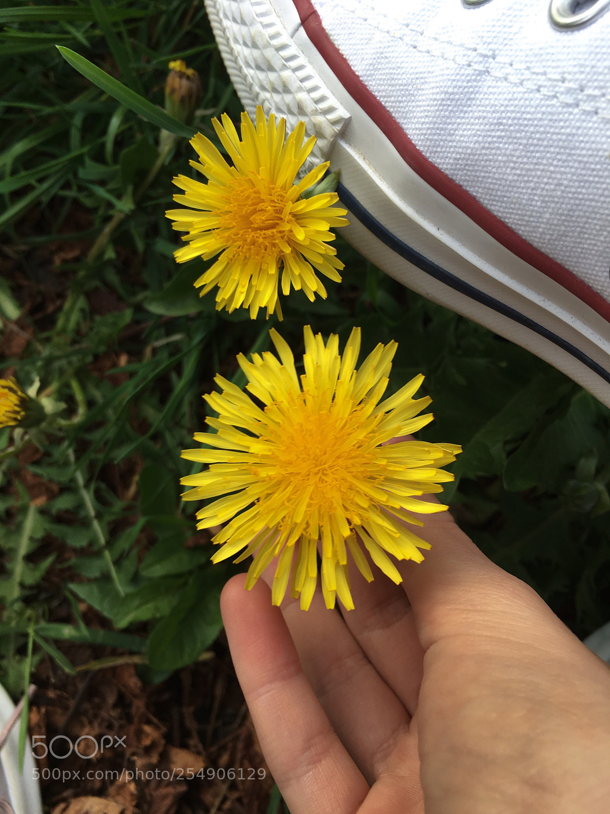 Apple iPhone 6s sample photo. Dandelion photography