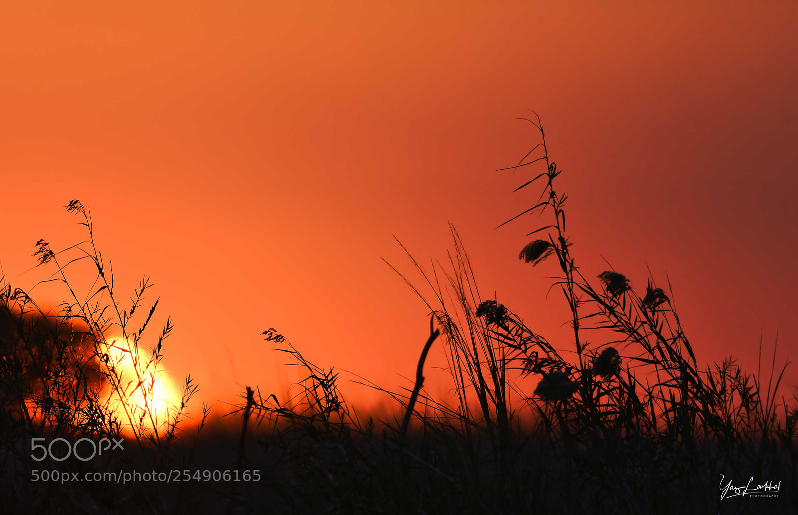 Nikon D810 sample photo. Reed silhouette photography