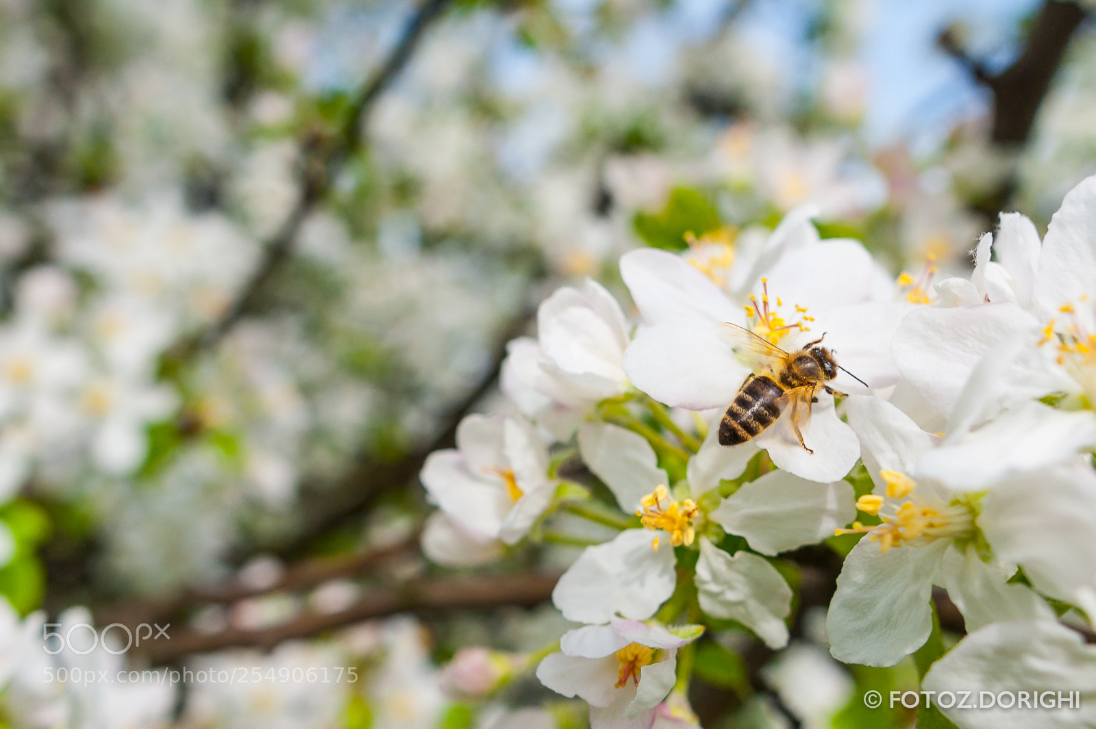 Nikon D700 sample photo. Bee on blossoming tree photography