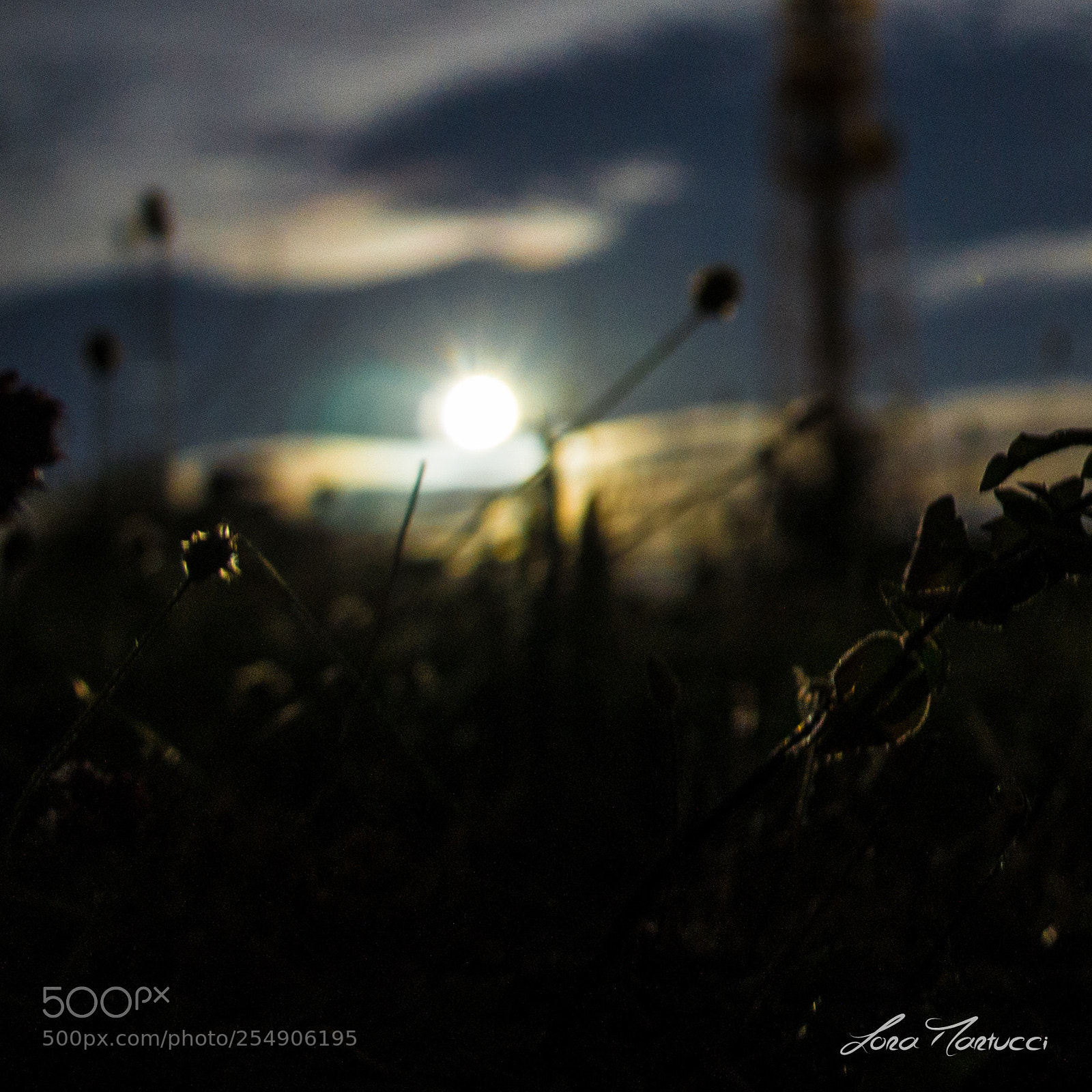 Sony Alpha NEX-5 sample photo. Grass shadows photography