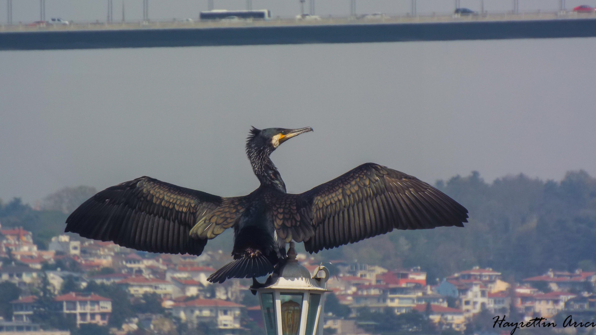 Fujifilm FinePix S8200 sample photo. Cormorant / karabatak photography