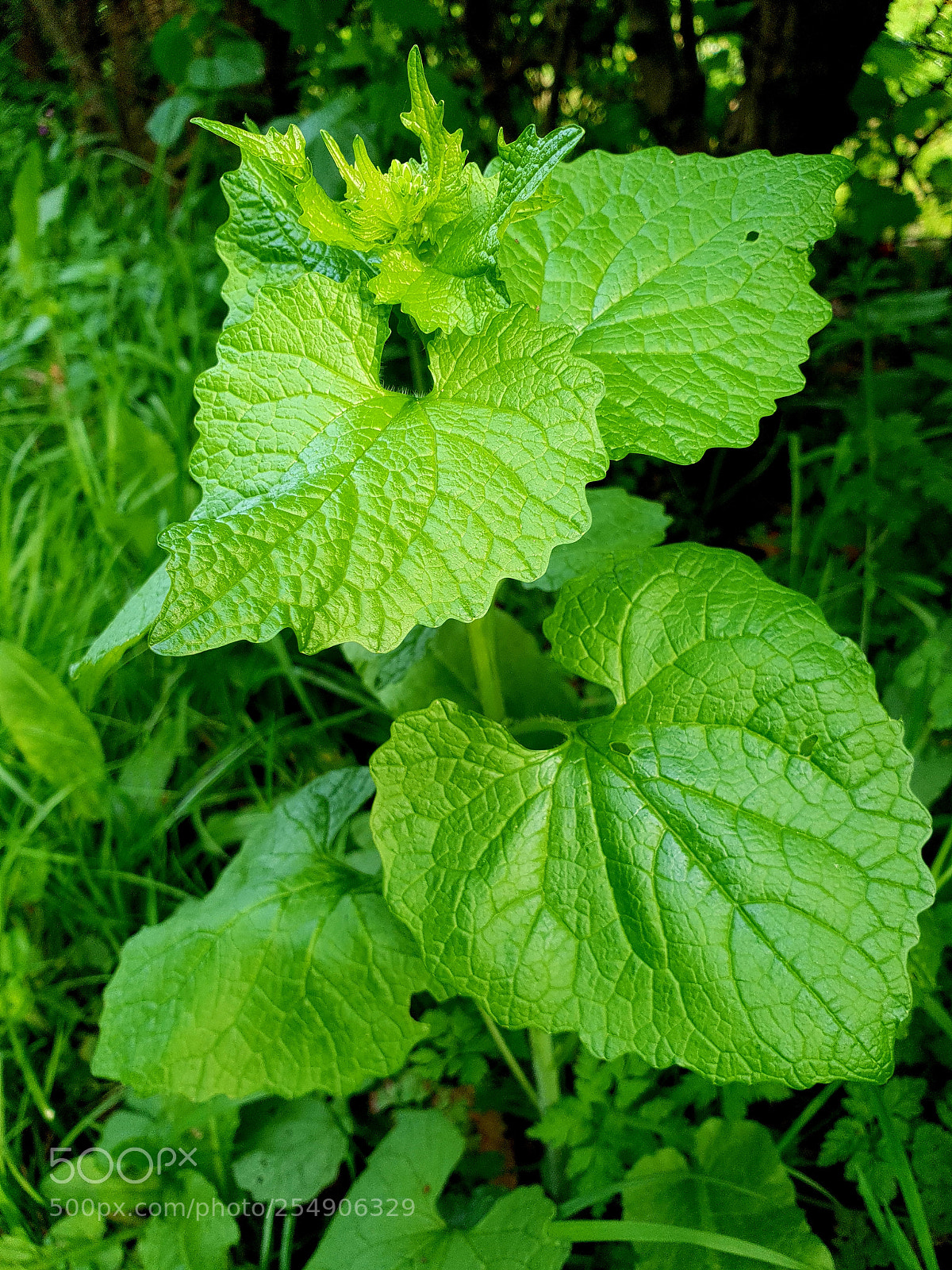 Samsung Galaxy S9 sample photo. Untitled photography