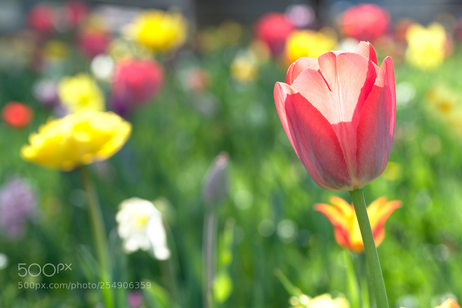 Nikon D3300 sample photo. Spring photography