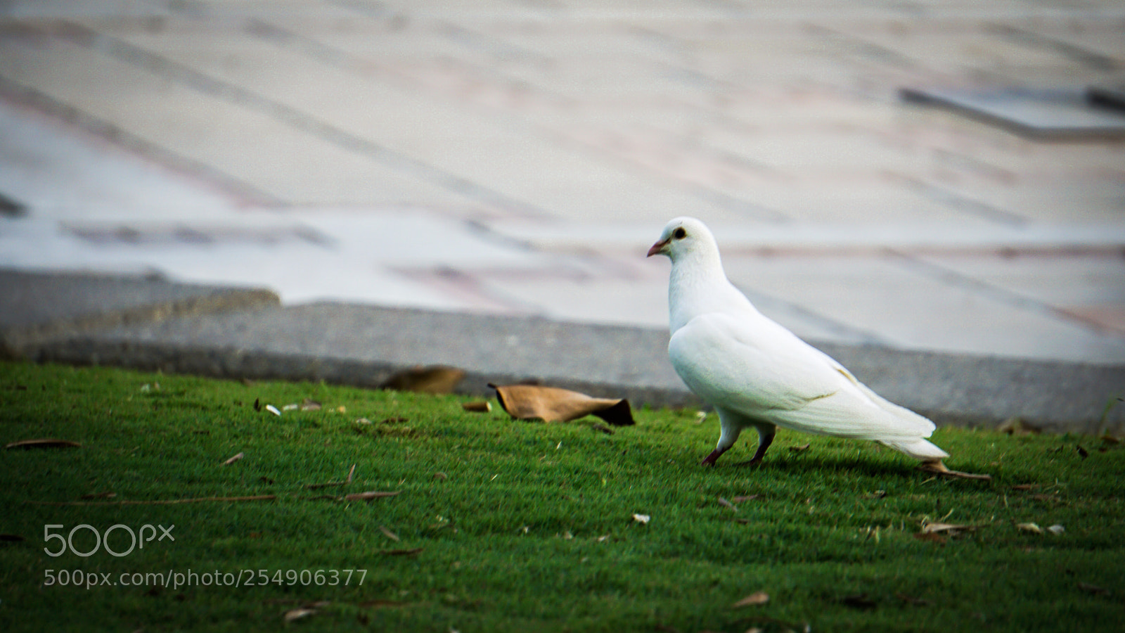 Sony a5100 sample photo. Untitled photography