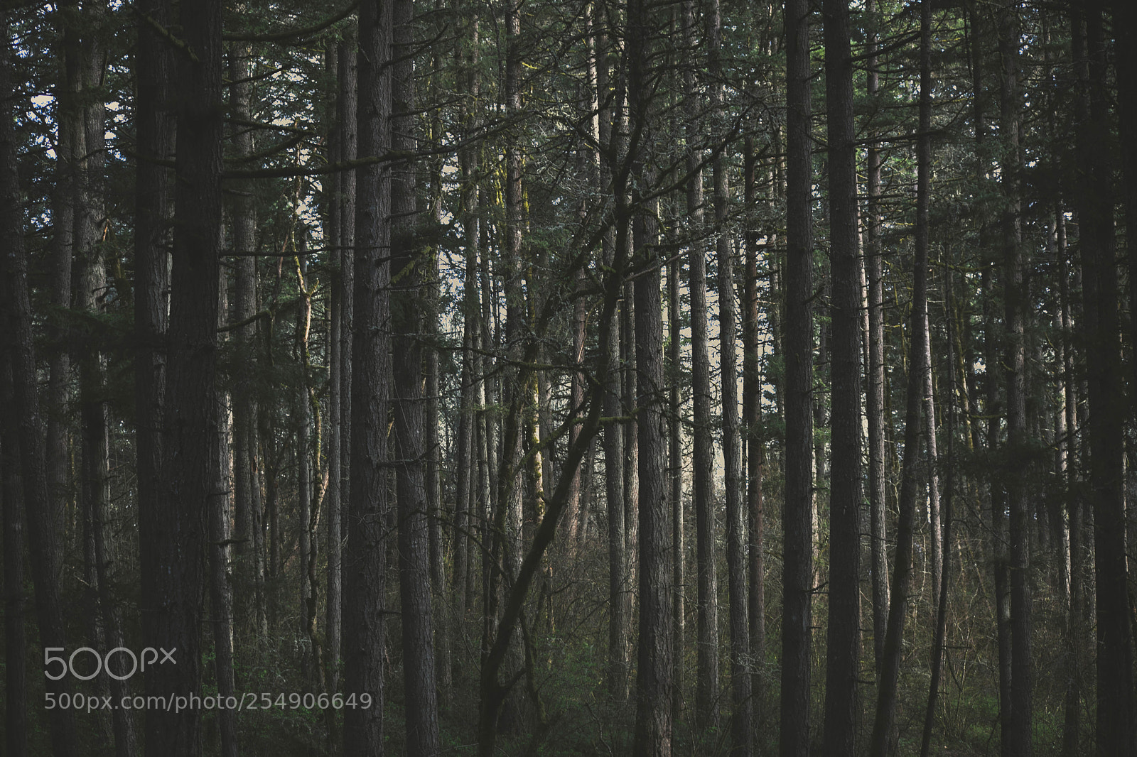 Nikon D3300 sample photo. Into the woods photography
