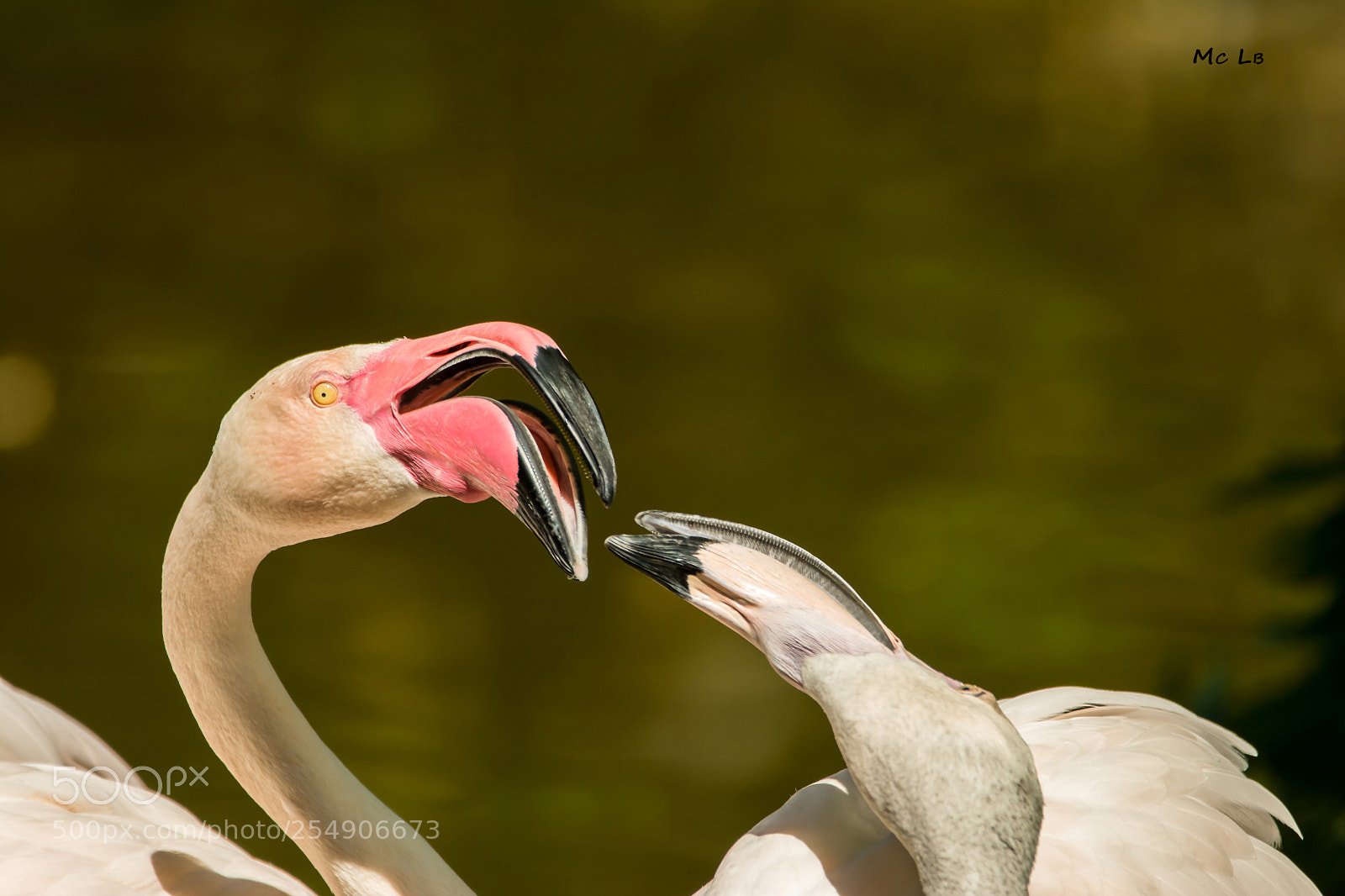 Nikon D7100 sample photo. Love parade - phoenicopterus photography