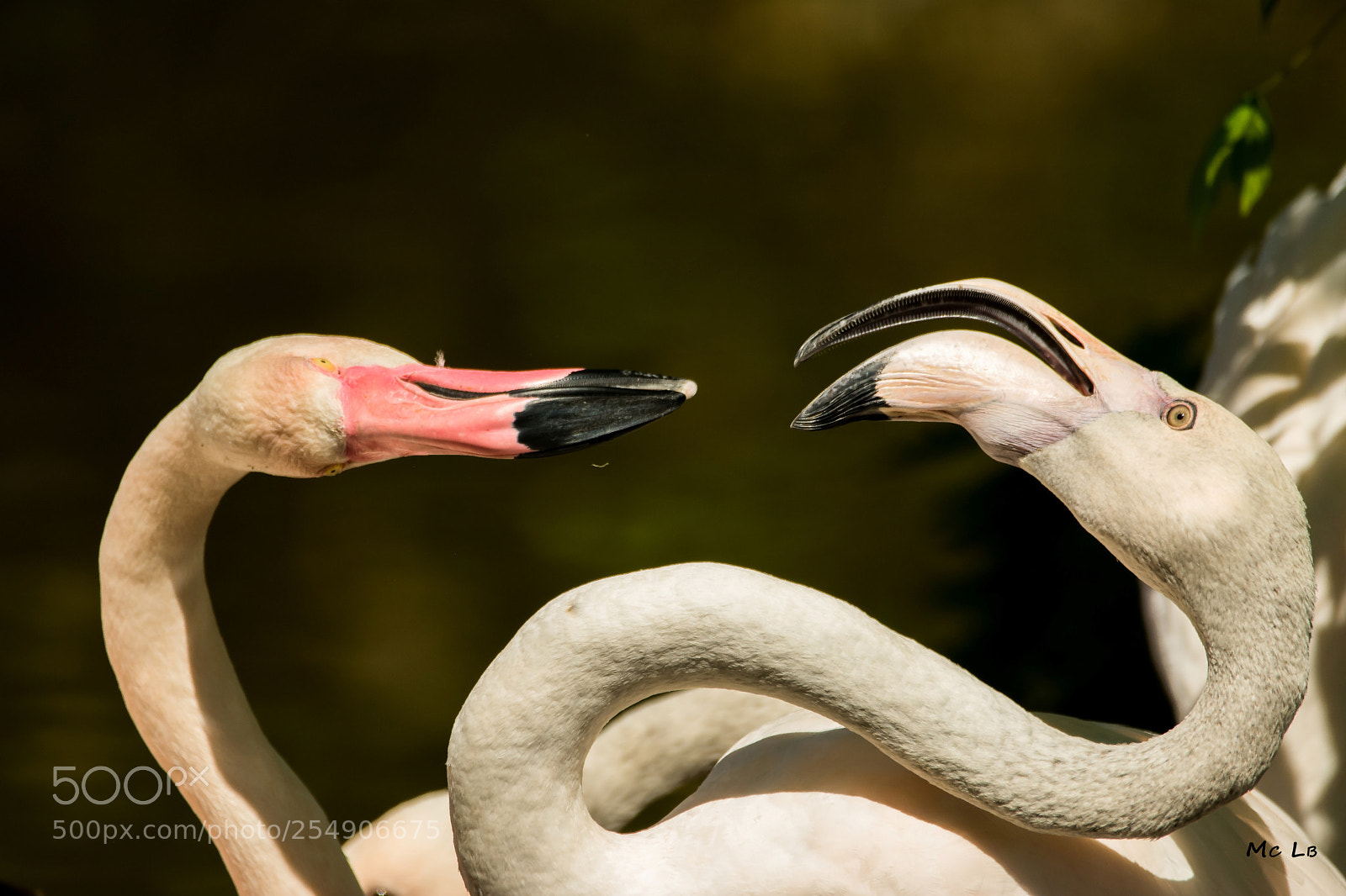 Nikon D7100 sample photo. Love parade - phoenicopterus photography
