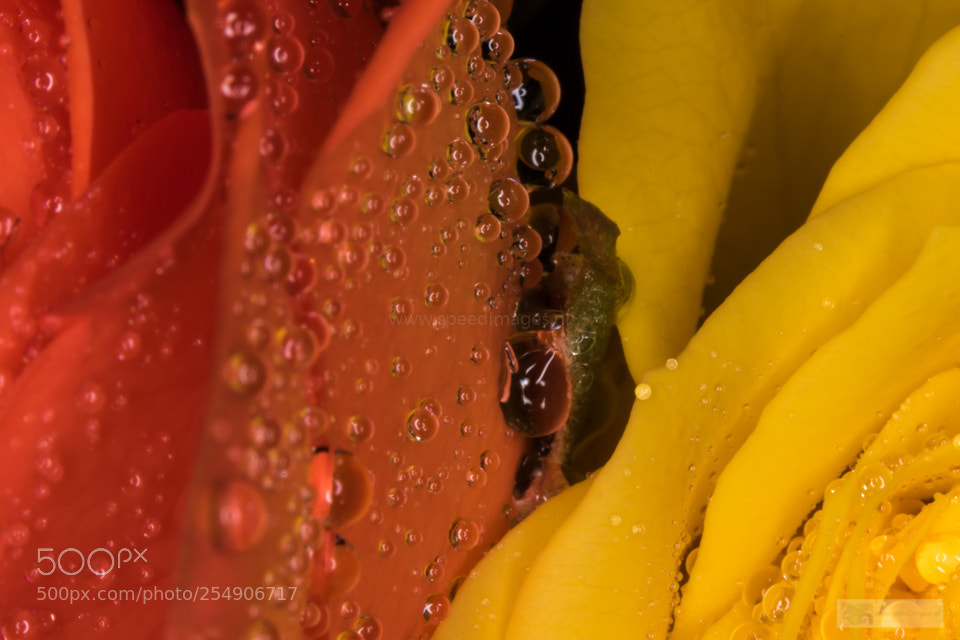 Canon EOS 7D Mark II sample photo. Coloured drops photography