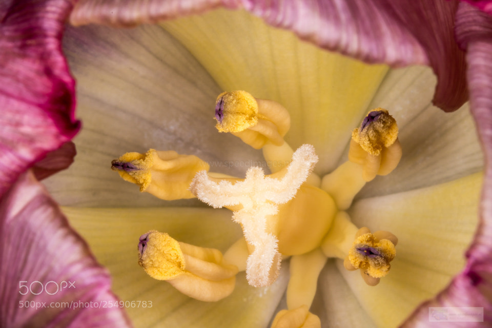 Canon EOS 7D Mark II sample photo. Yellow monster photography